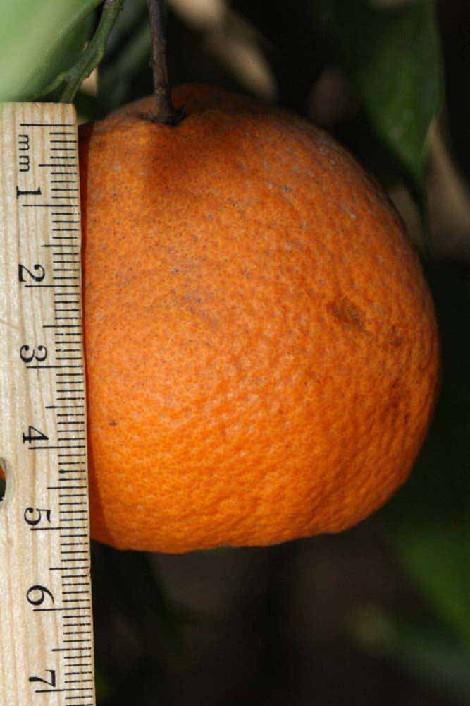            Fruit (Riverside, CA)   